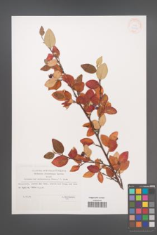 Cotoneaster tomentosus [KOR 33026]