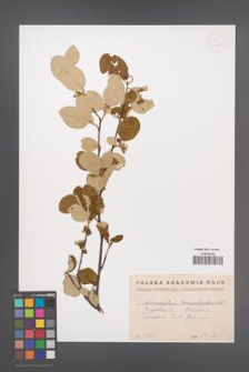Cotoneaster tomentosus [KOR 13178]