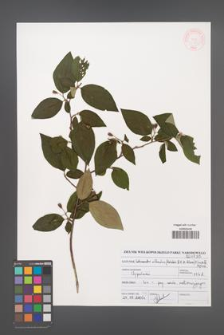 Cotoneaster villosulus [KOR 46982]