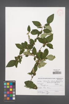 Cotoneaster villosulus [KOR 46983]