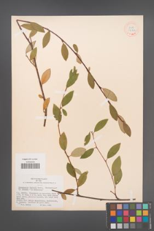 Cotoneaster ×watereri [KOR 34162]