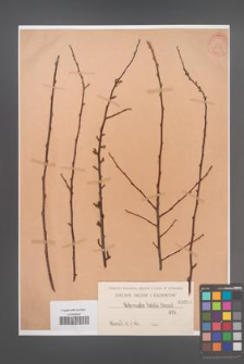Cotoneaster zabelii [KOR 1018]
