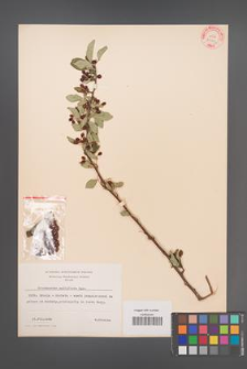 Cotoneaster multiflora [KOR 27869]