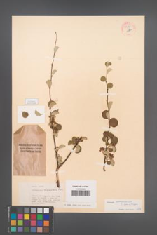 Cotoneaster nummularius [KOR 55275]