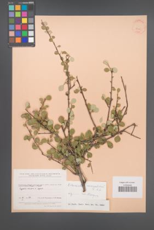 Cotoneaster nummularius [KOR 23300]