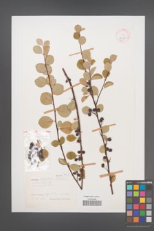 Cotoneaster saxatilis [KOR 27675]