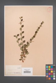 Cotoneaster simonii [KOR 1022]