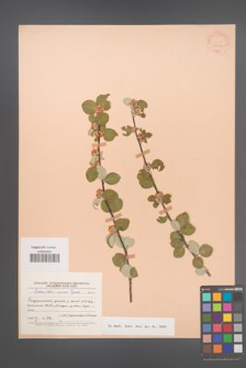 Cotoneaster suavis [KOR 55309]