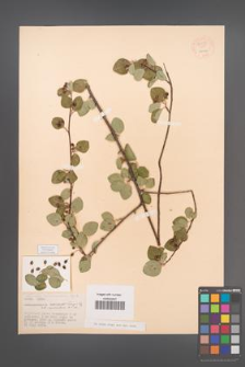 Cotoneaster transcaucasicus [KOR 55299]