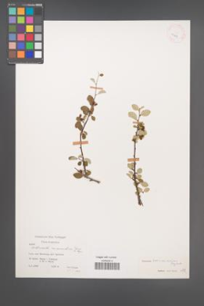 Cotoneaster transcaucasicus [KOR 25823]
