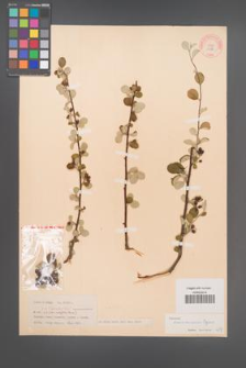 Cotoneaster transcaucasicus [KOR 13165]