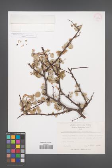 Cotoneaster transcaucasicus [KOR 13188]