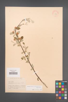 Cotoneaster transcaucasicus [KOR 13163]