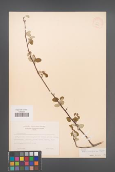 Cotoneaster transcaucasicus [KOR 13169]
