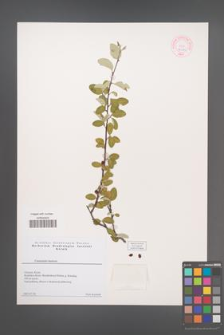 Cotoneaster tauricus [KOR 44046]