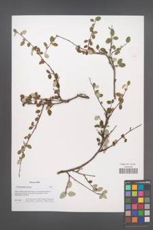 Cotoneaster taurica [KOR 49889]