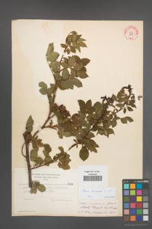 Rosa canina [KOR 8039]