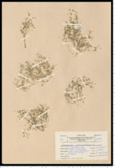Sagina procumbens L.