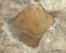 Goniodromites narinosus
