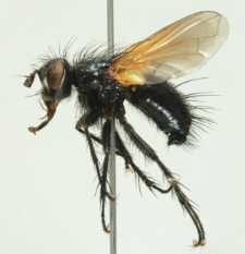 Zophomyia temula (Scopoli, 1763)