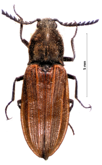 Anostirus purpureus (Poda, 1761)