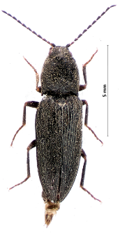 Hemicrepidius niger (Linnaeus, 1758)