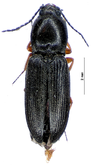 Cardiophorus vestigialis Erichson, 1840