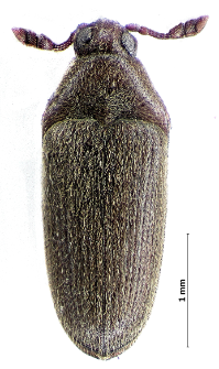 Trixagus carinifrons (Bonvouloir, 1859)