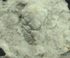 Gastrodorus bzowiensis