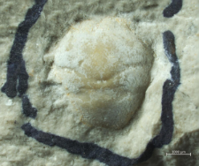 Goniodromites serratus