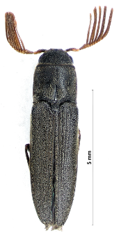 Isorhipis melasoides (Laporte, 1835)