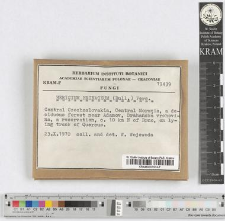 Hericium erinaceum (Bull.) Pers.