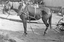 Harness