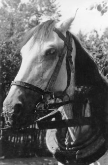 Harness