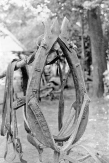 Harness