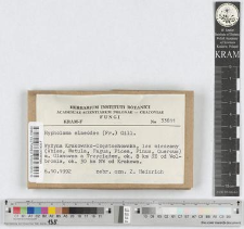 Hypholoma dispersum Karst.