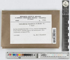 Ischnoderma bezoinum (Wahlenb.) P. Karst.