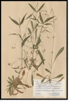 Lychnis flos-cuculi L.