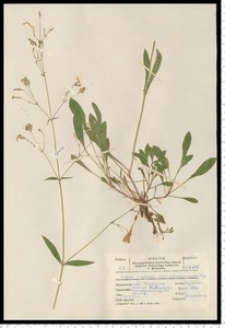 Silene nutans L.