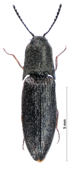 Sericus subaeneus (W.G. Redtenbacher, 1842)