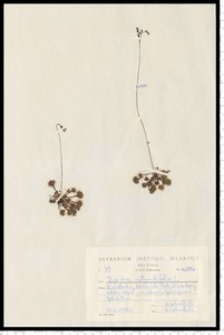 Drosera rotundifolia L.
