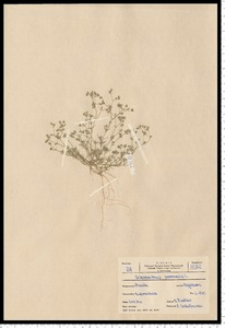 Scleranthus perennis L.