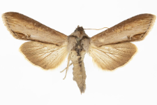 Cucullia asteris