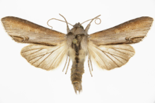 Cucullia asteris