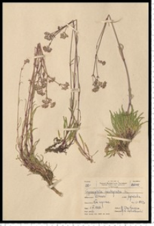Gypsophila fastigiata L.