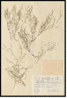 Gypsophila muralis L.