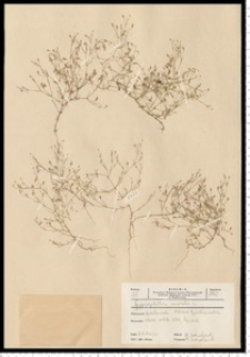 Gypsophila muralis L.