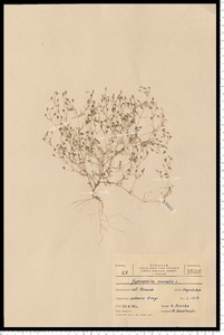 Gypsophila muralis L.