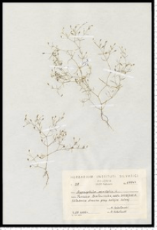 Gypsophila muralis L.