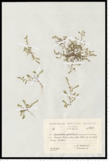 Herniaria glabra L.